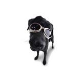 Compare Prices : Doggles