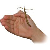 Compare Prices : Stick Insect Kit